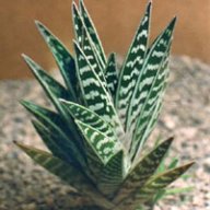 Aloe