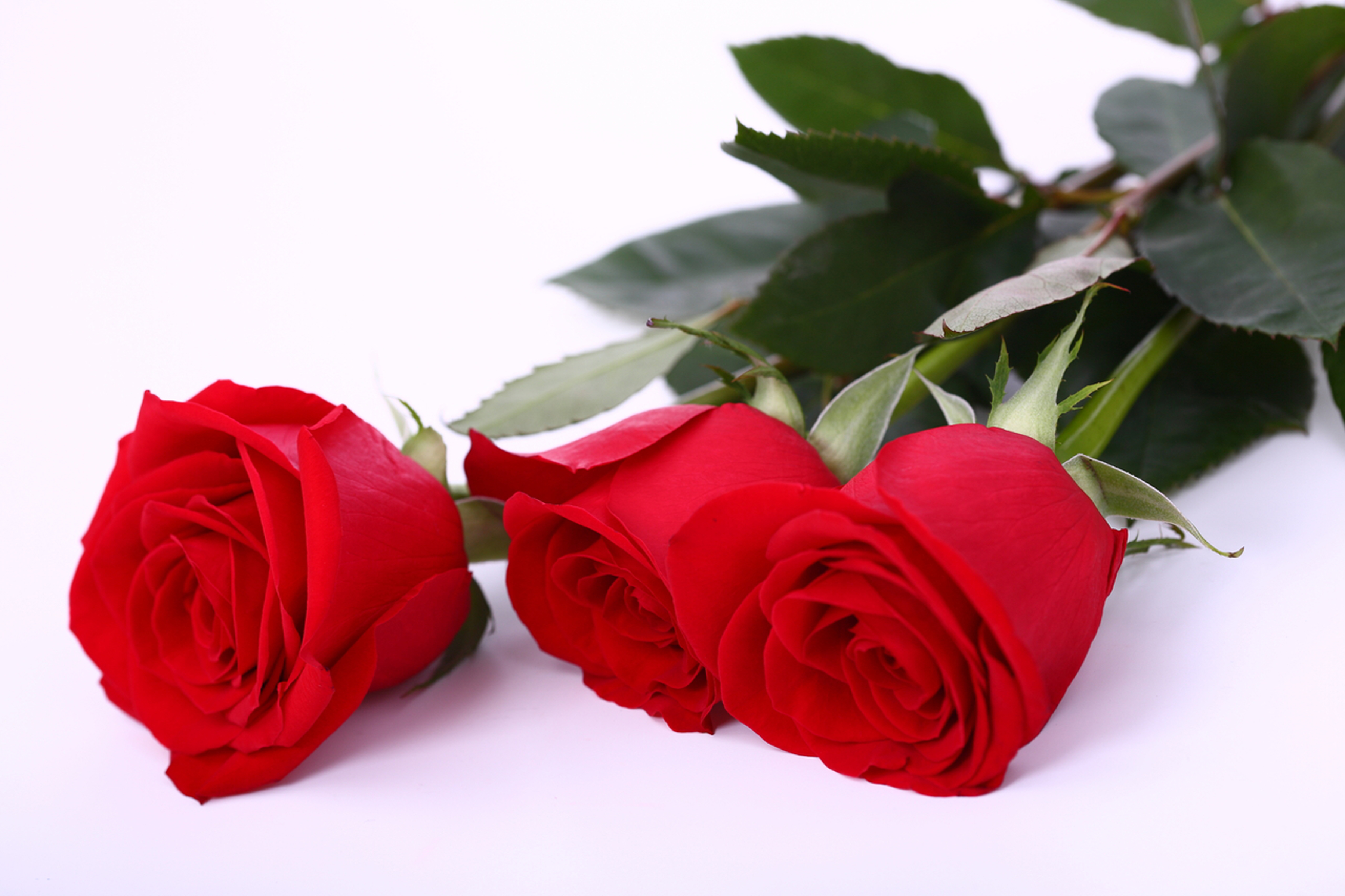 Rose is beautiful. Красивые розы. Красные розы.